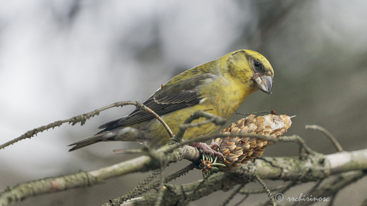 Red crossbill