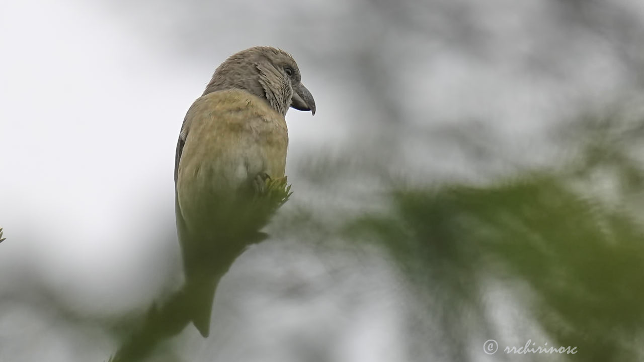 Red crossbill