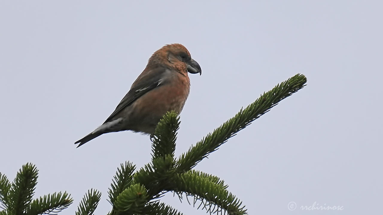 Red crossbill