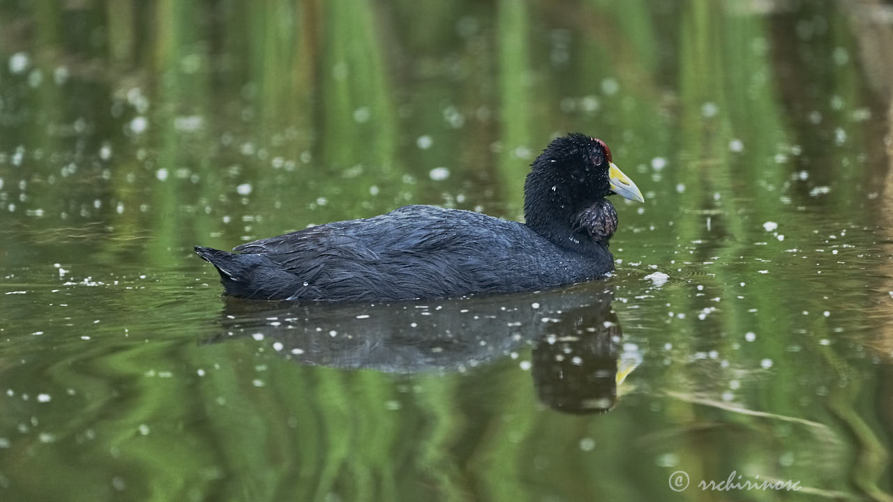 Andean coot