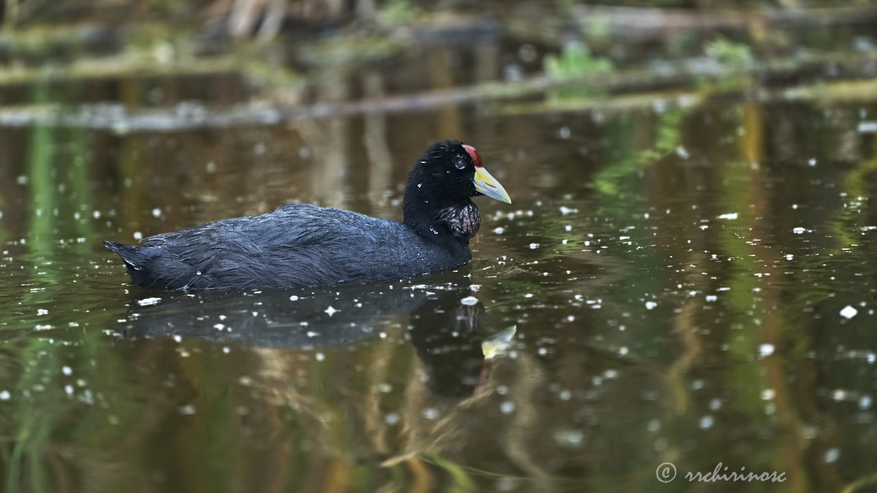 Andean coot