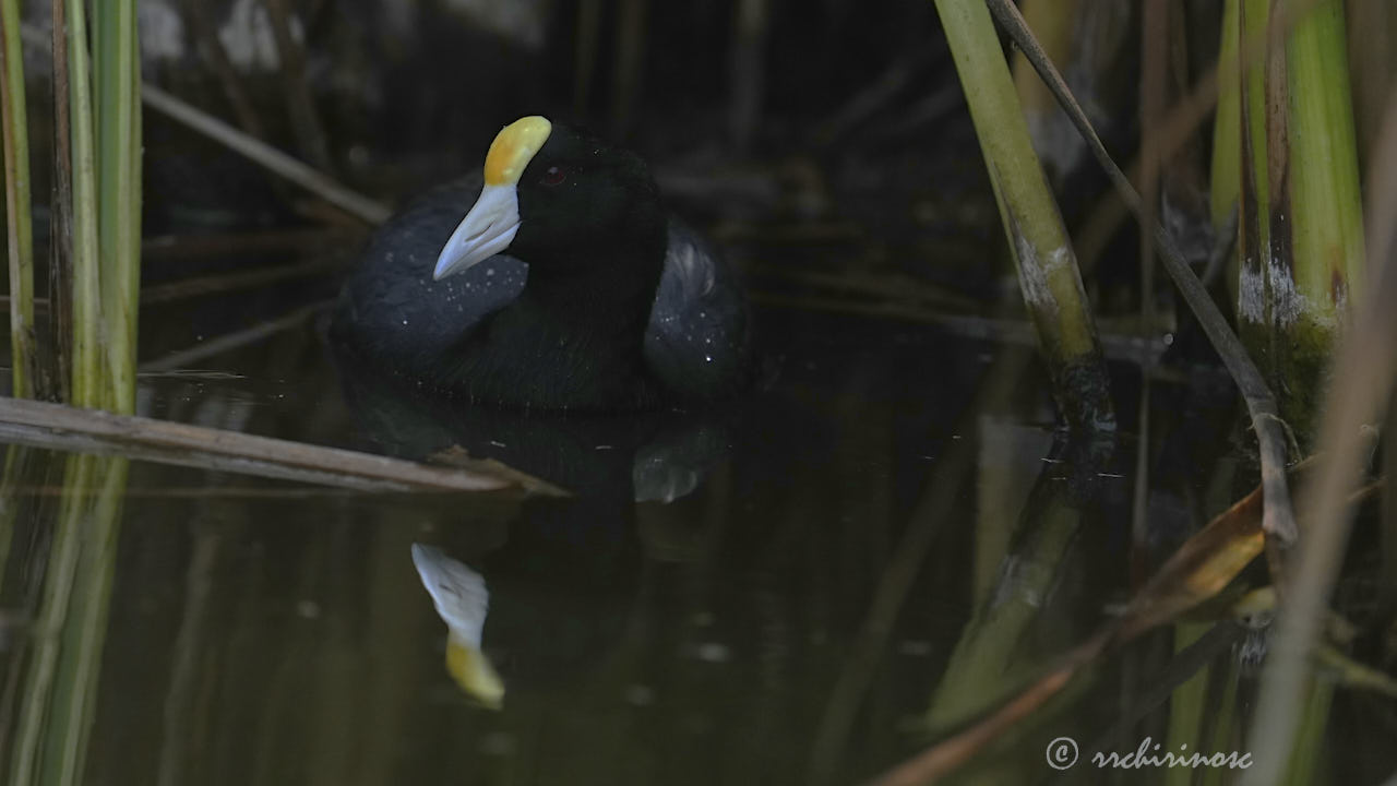 Andean coot