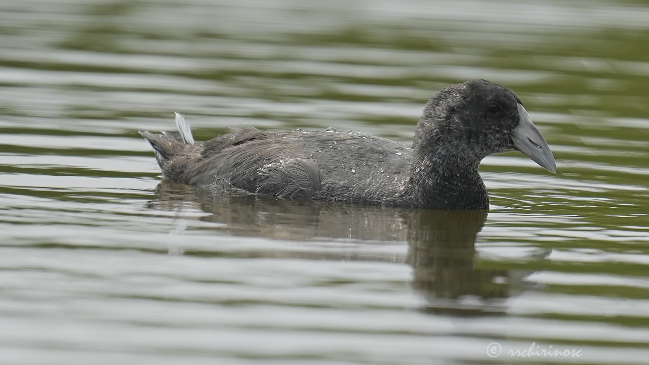 Andean coot