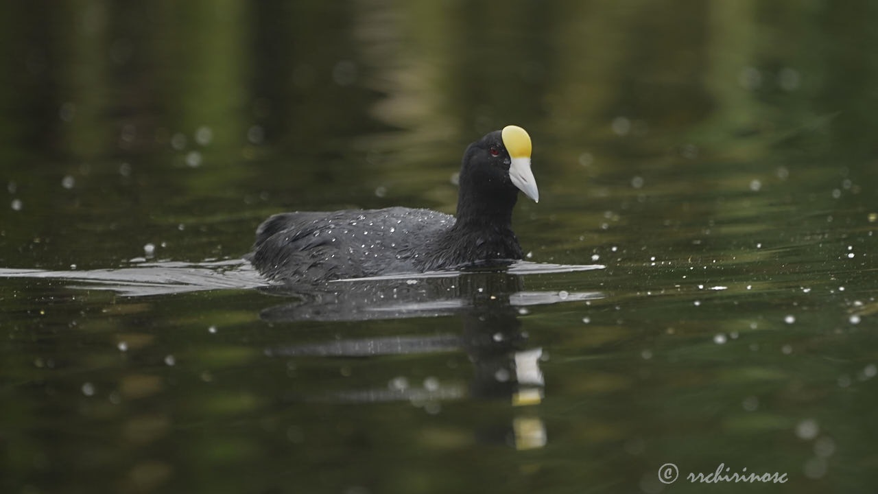 Andean coot