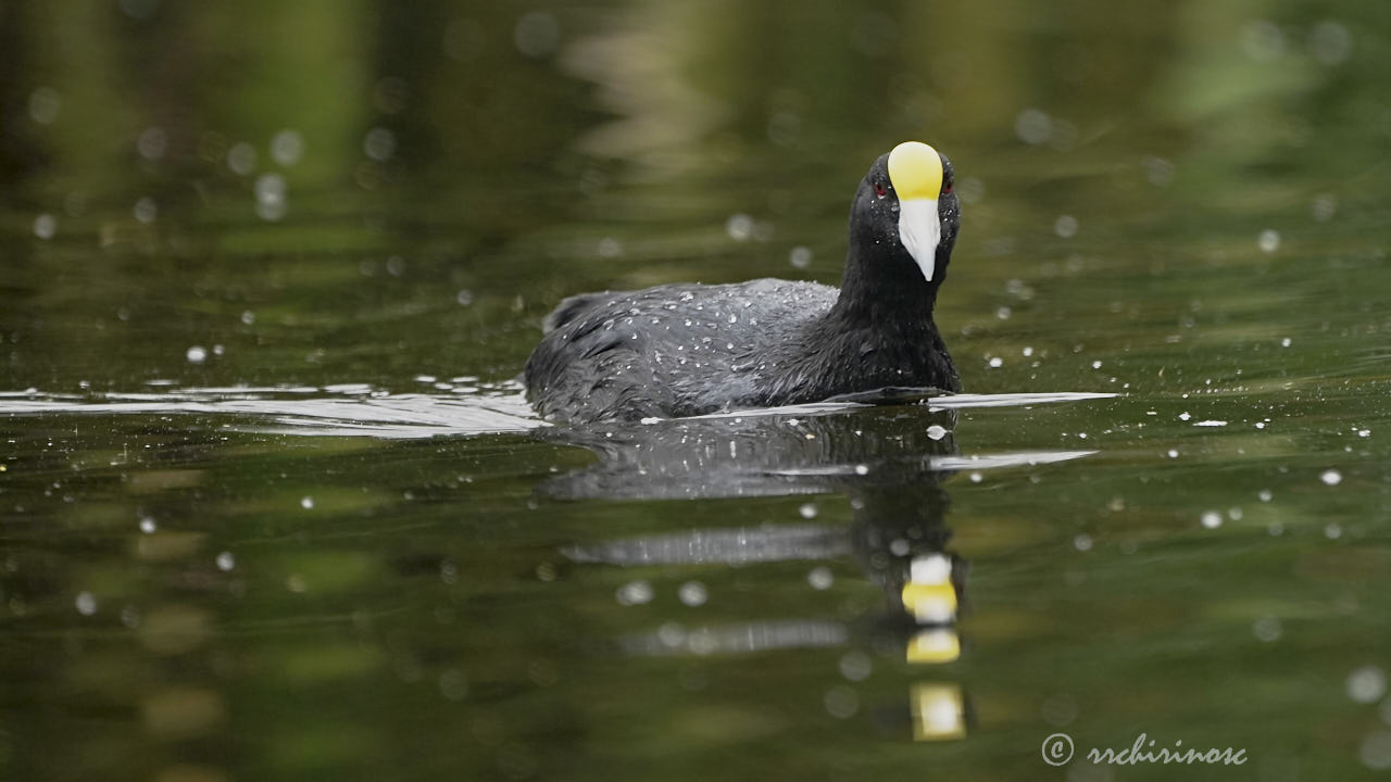 Andean coot