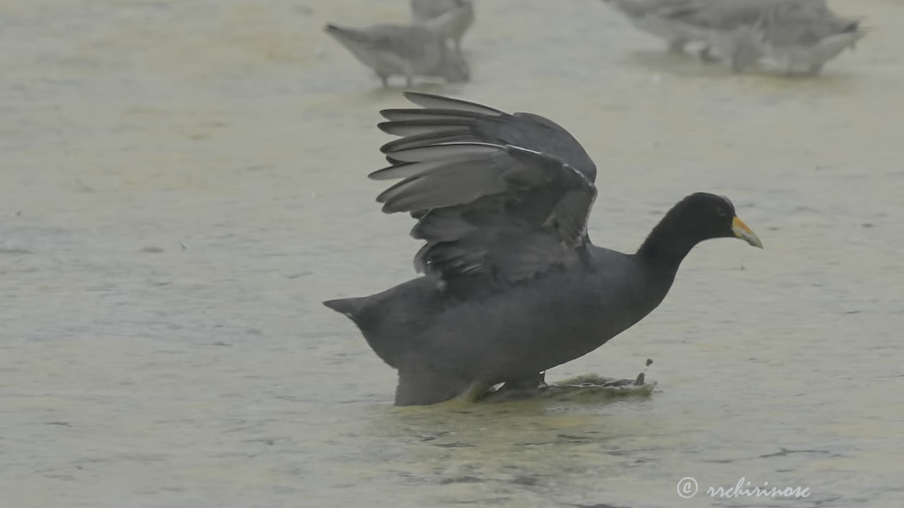 Andean coot