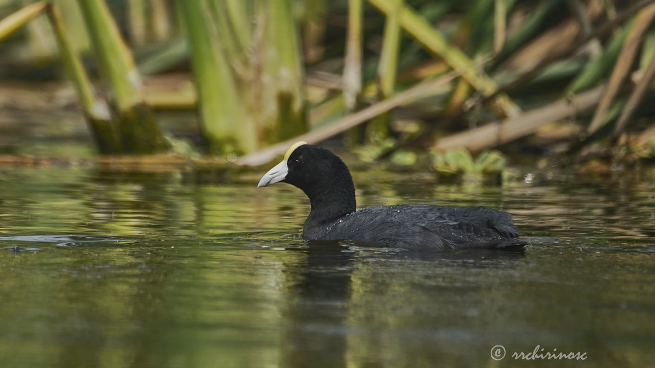 Andean coot