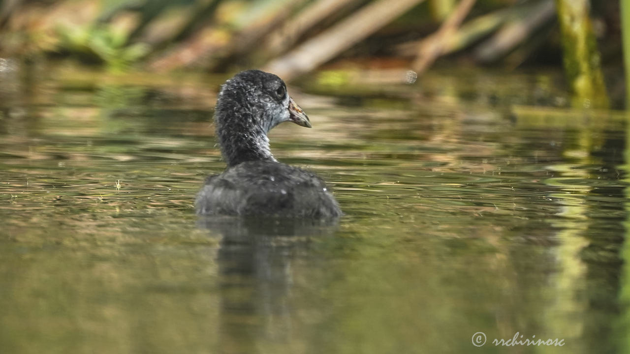 Andean coot