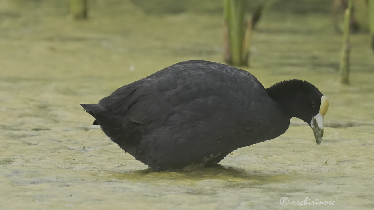 Andean coot