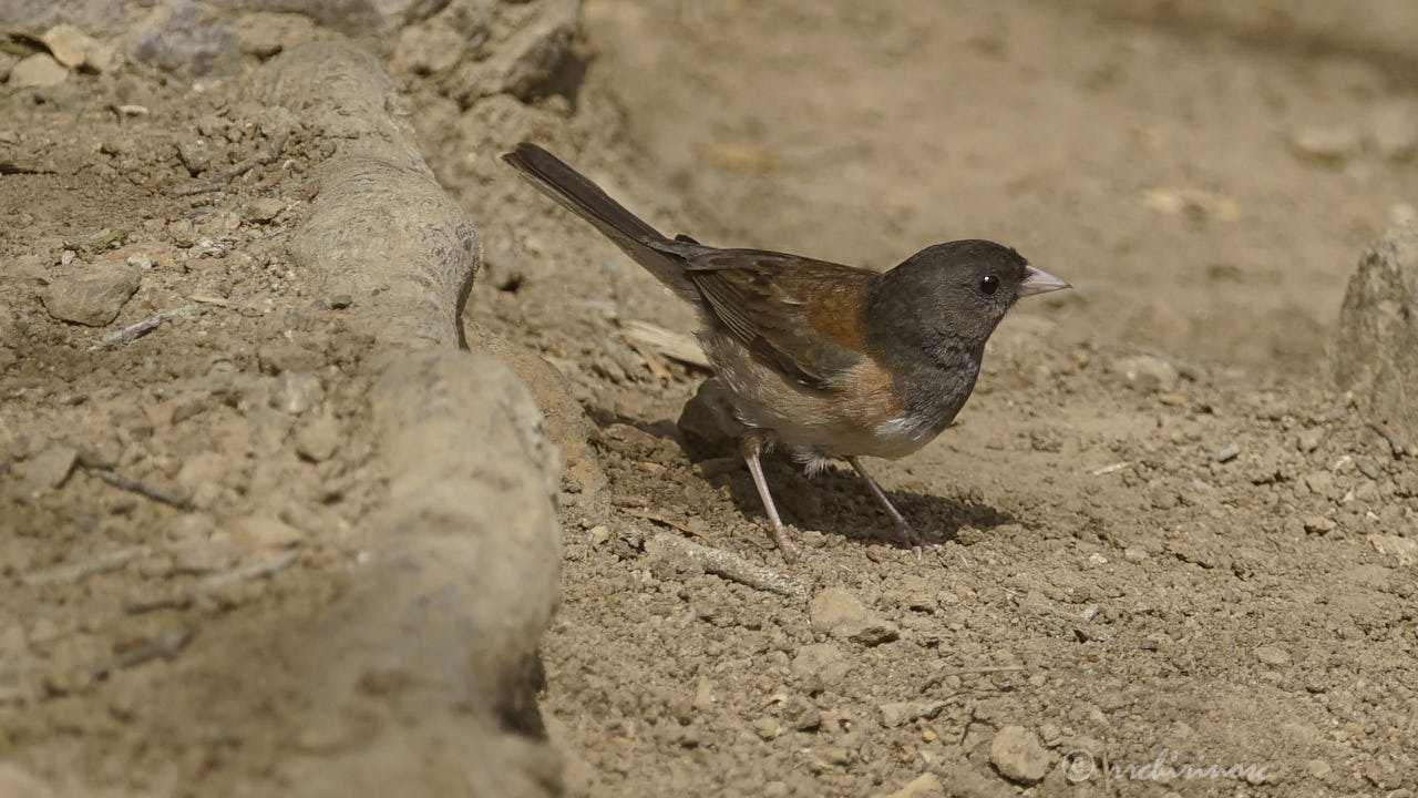 Dark-eyed junco