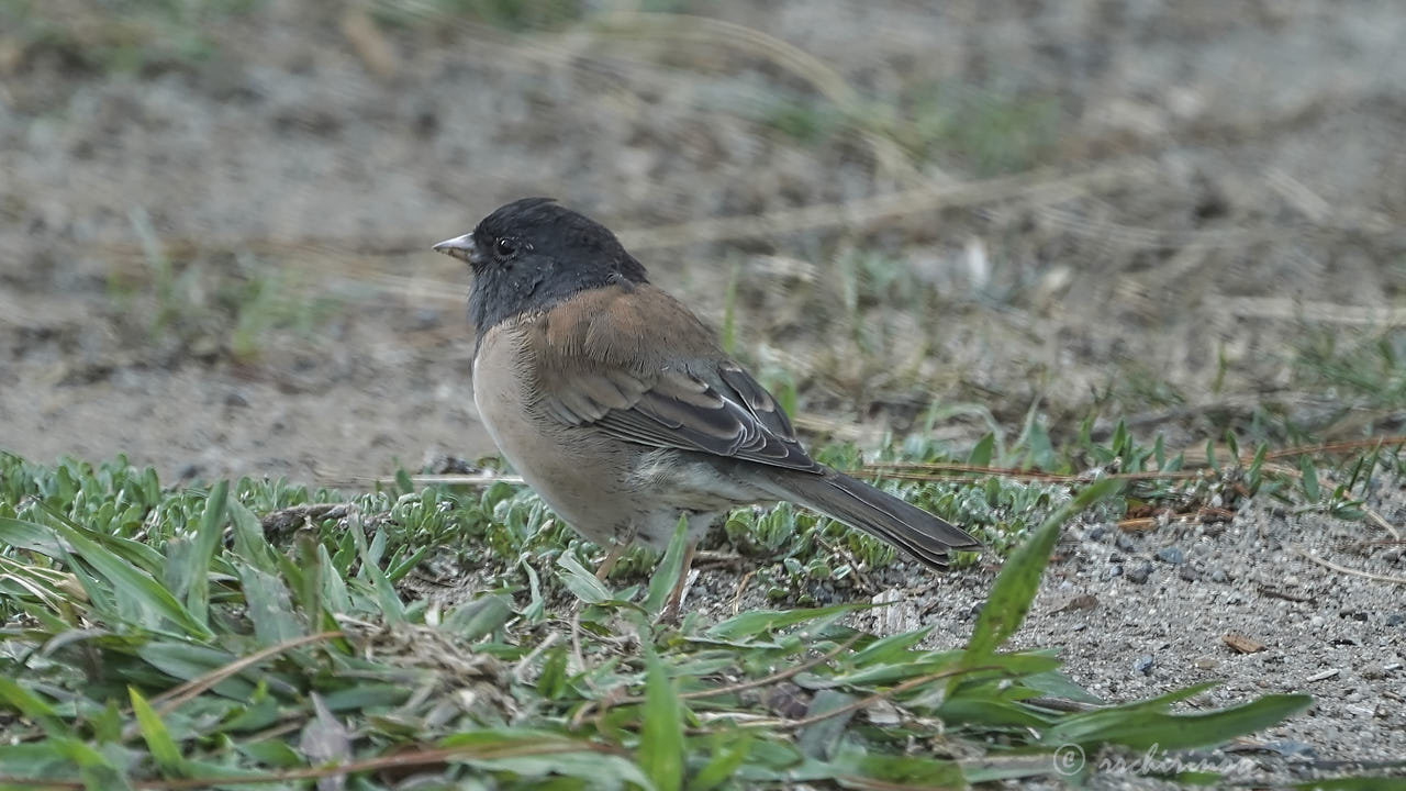 Dark-eyed junco