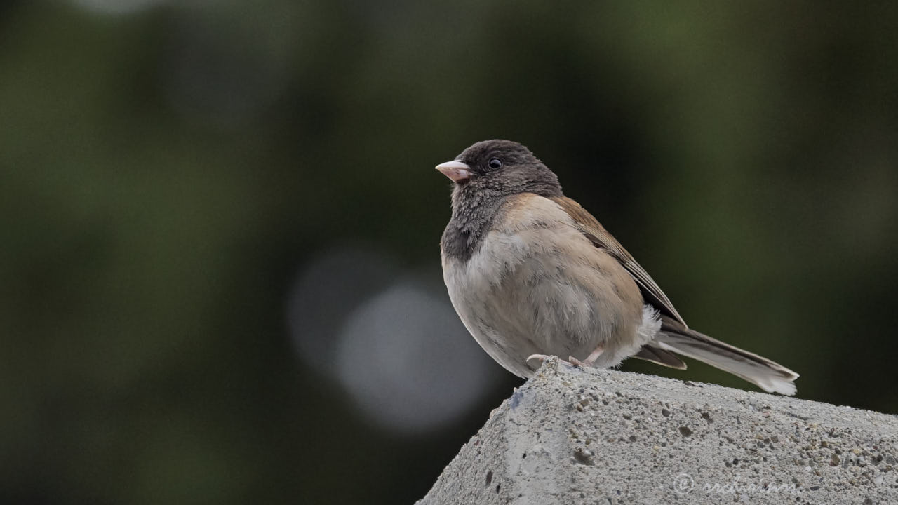 Dark-eyed junco