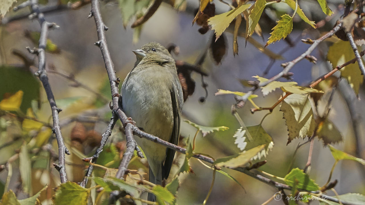 Dark-eyed junco