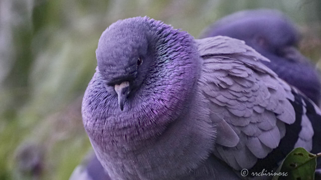 Rock pigeon