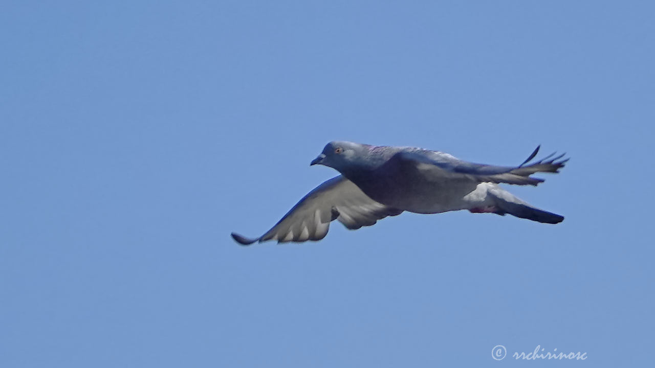 Rock pigeon