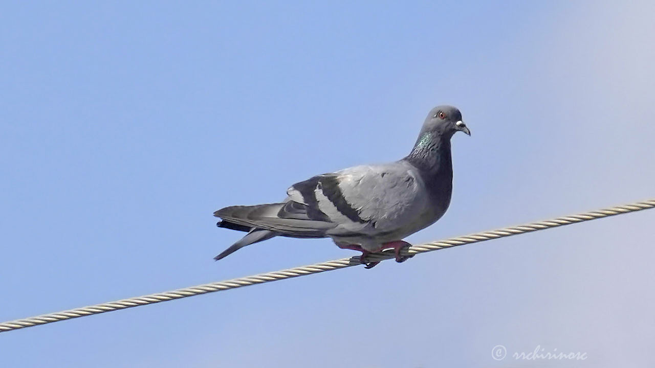 Rock pigeon