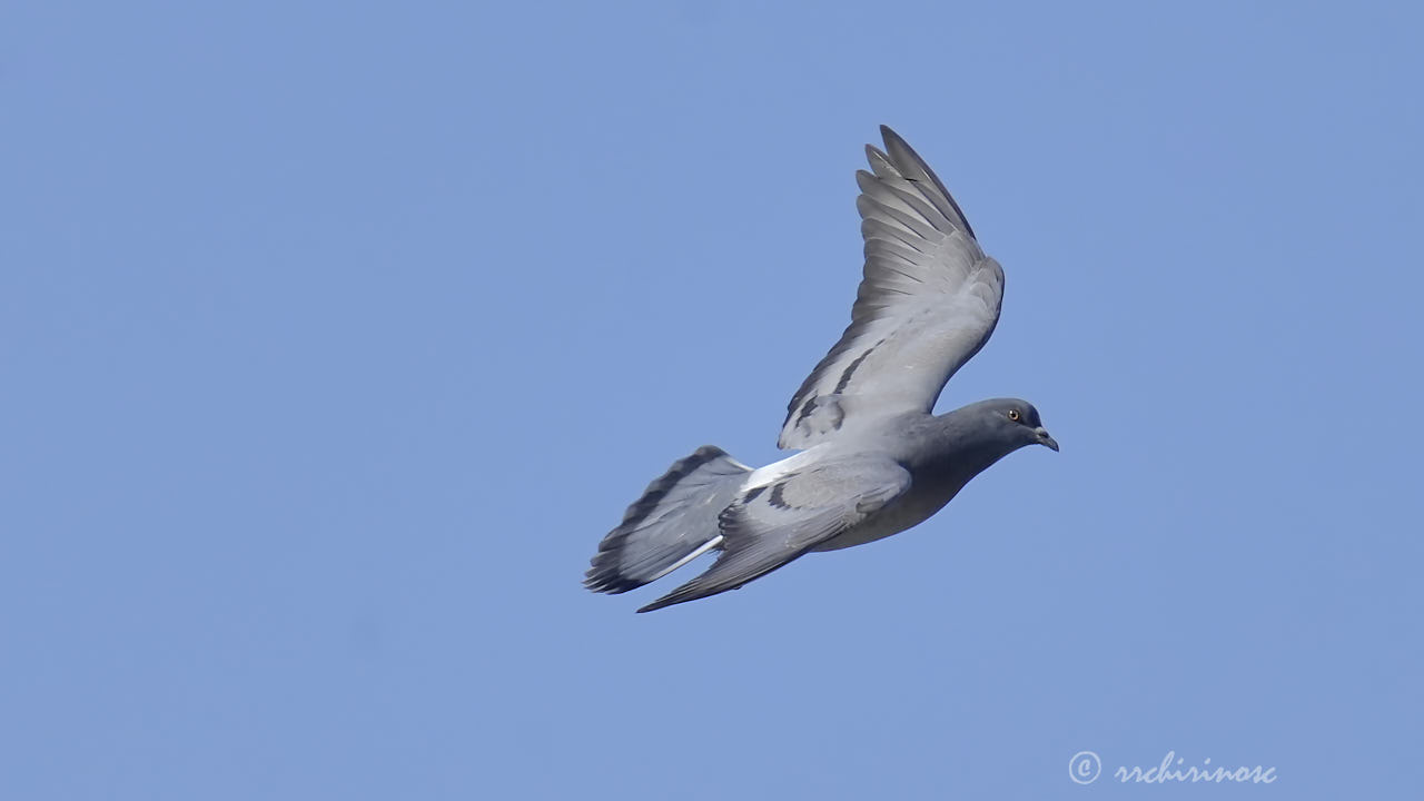 Rock pigeon