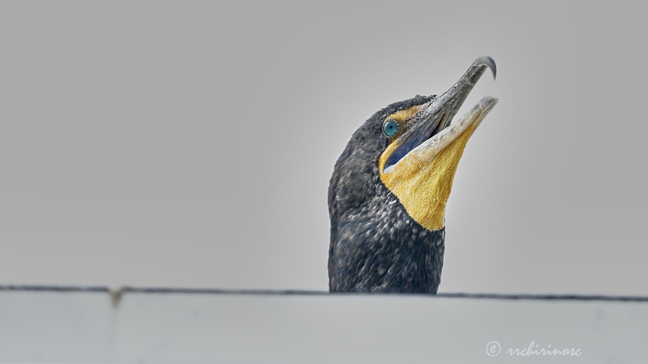 Double-crested cormorant