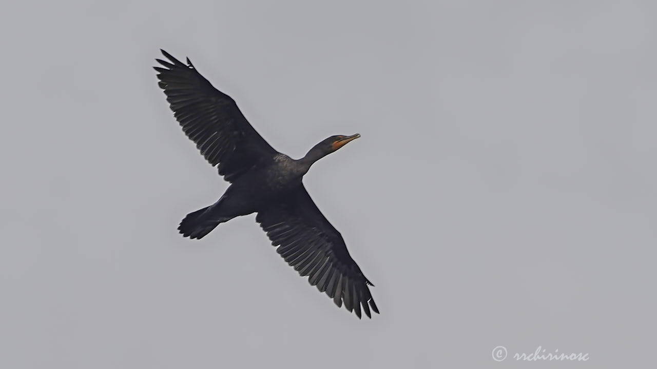 Double-crested cormorant