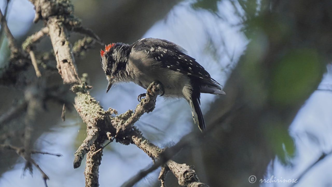 Downy woodpecker