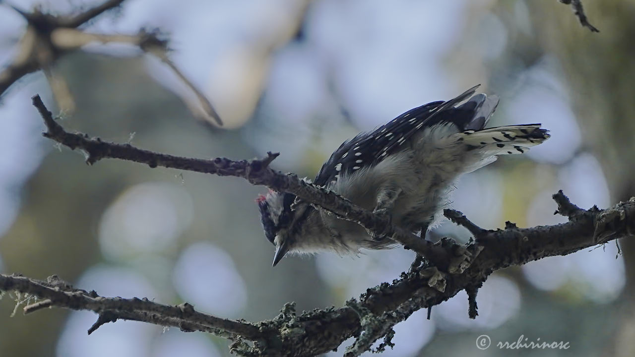 Downy woodpecker