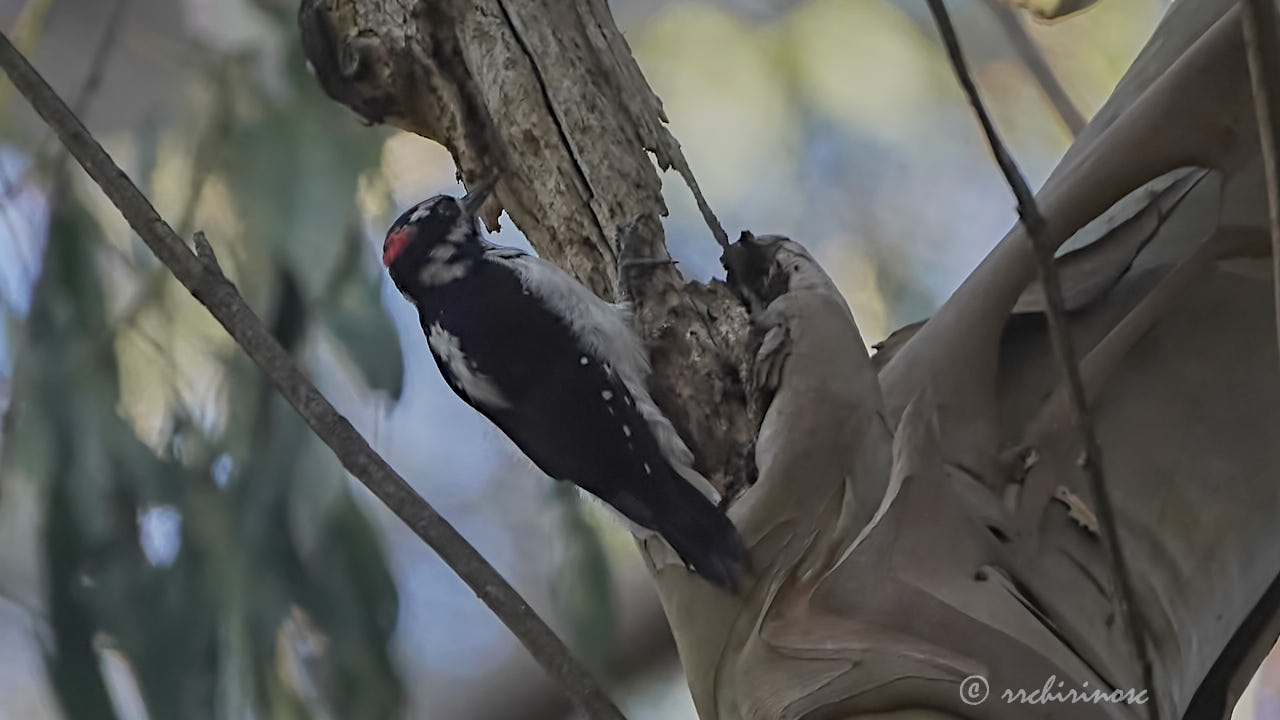 Downy woodpecker