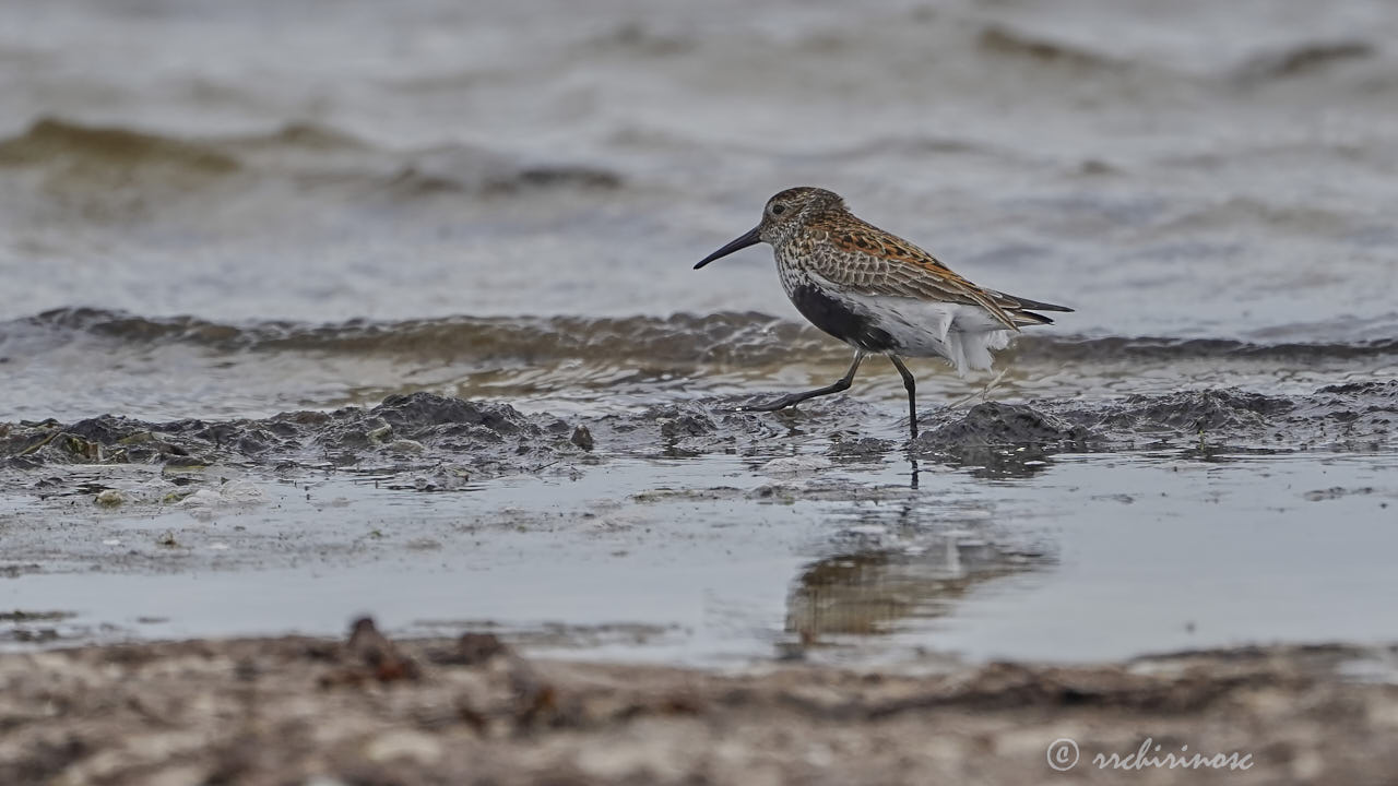 Dunlin