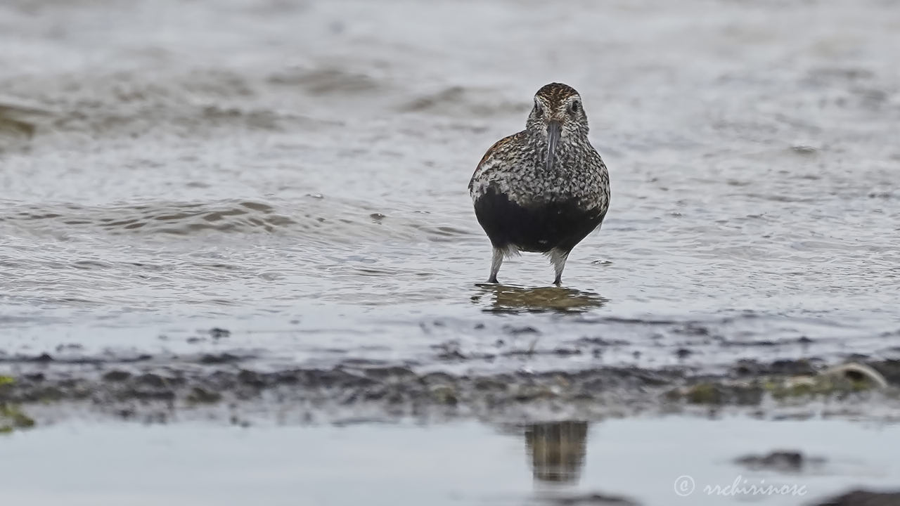 Dunlin