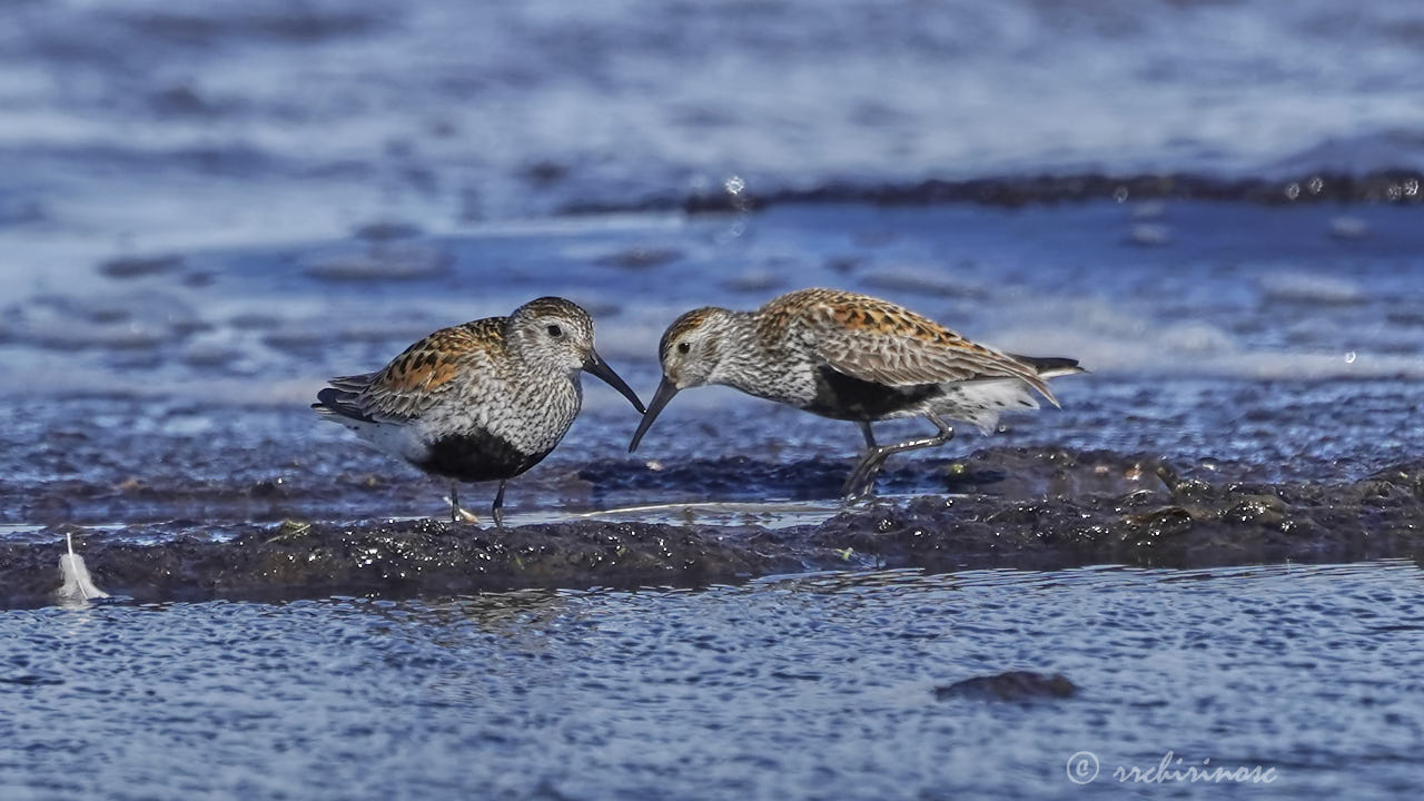 Dunlin