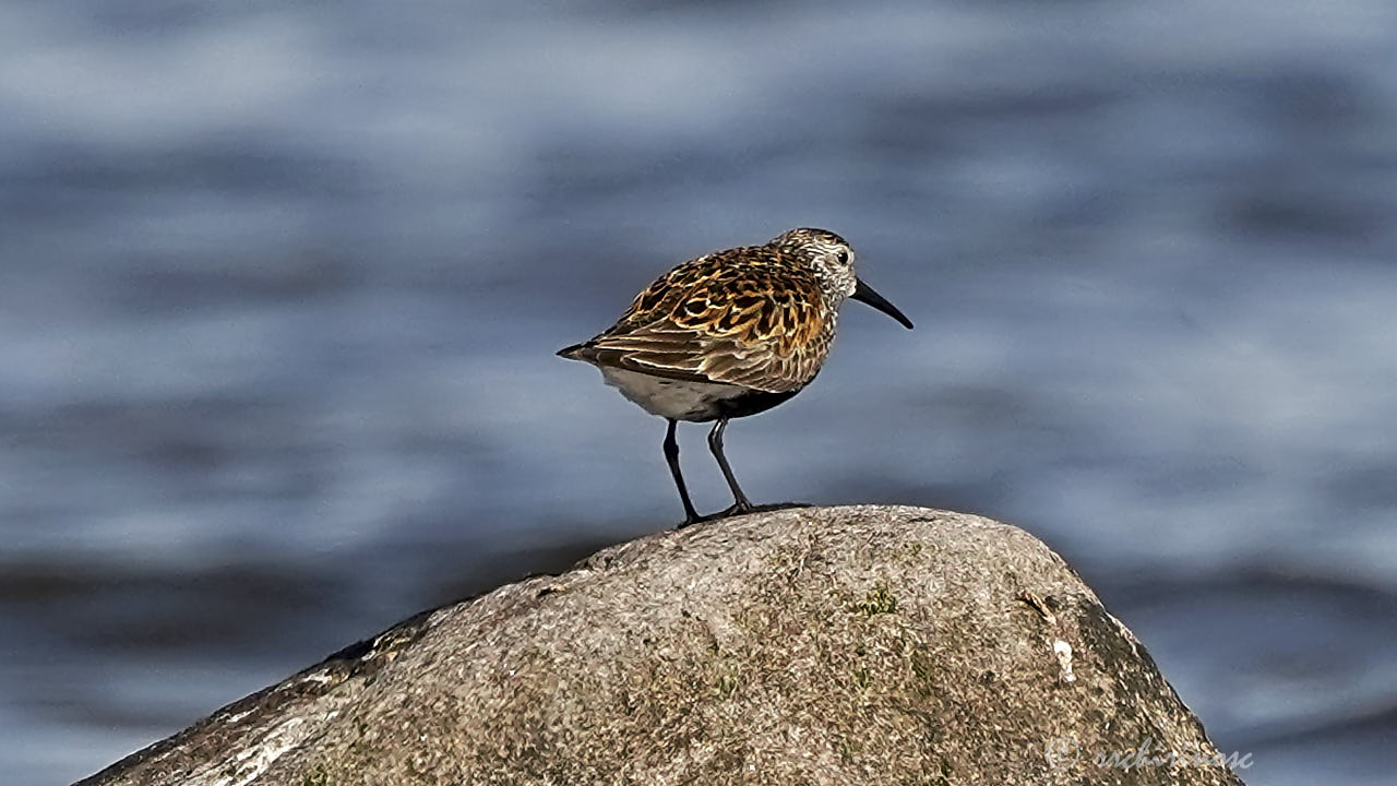 Dunlin