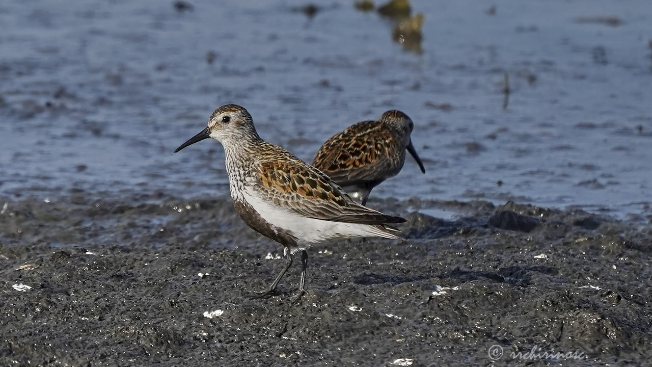 Dunlin