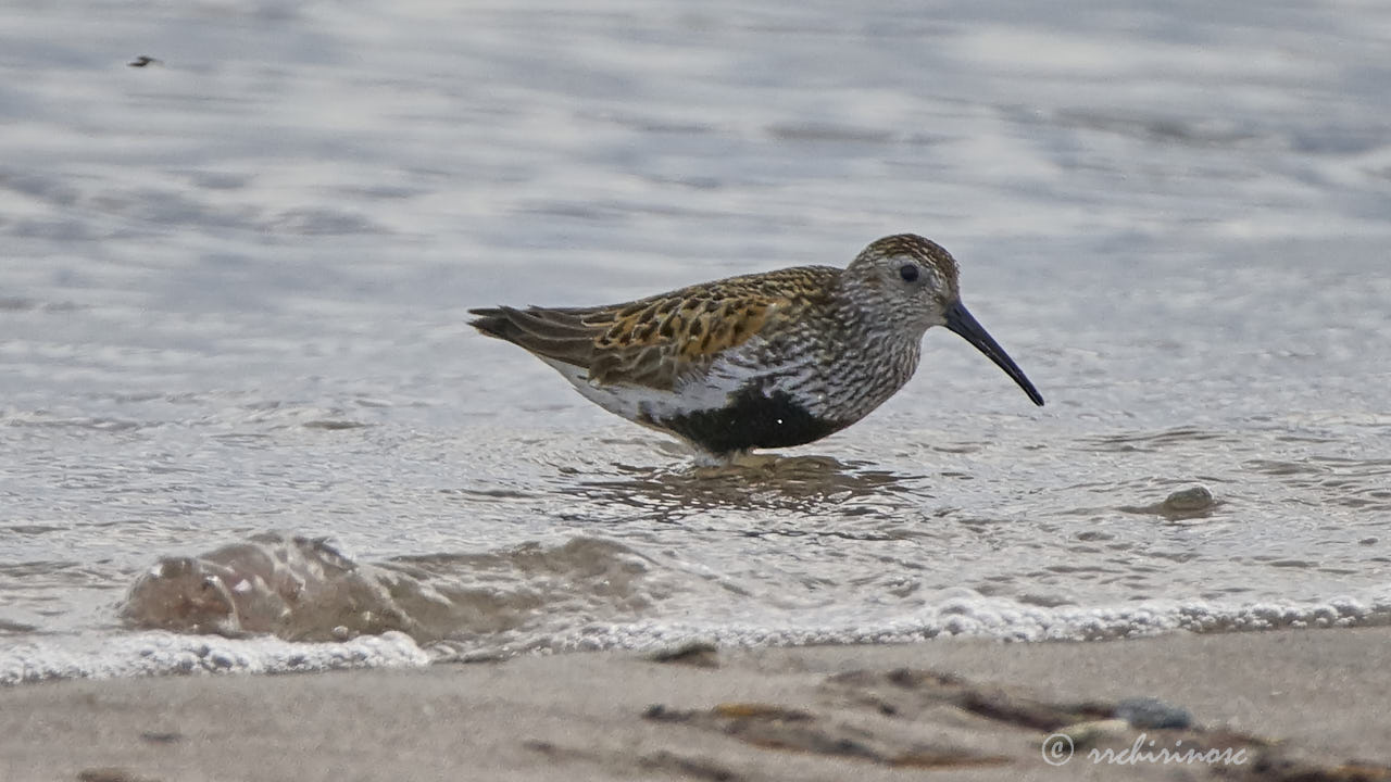 Dunlin