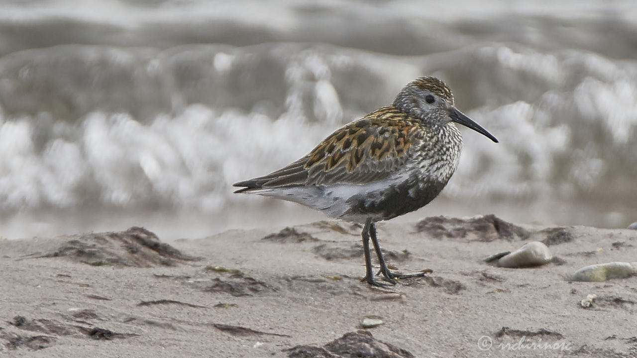 Dunlin