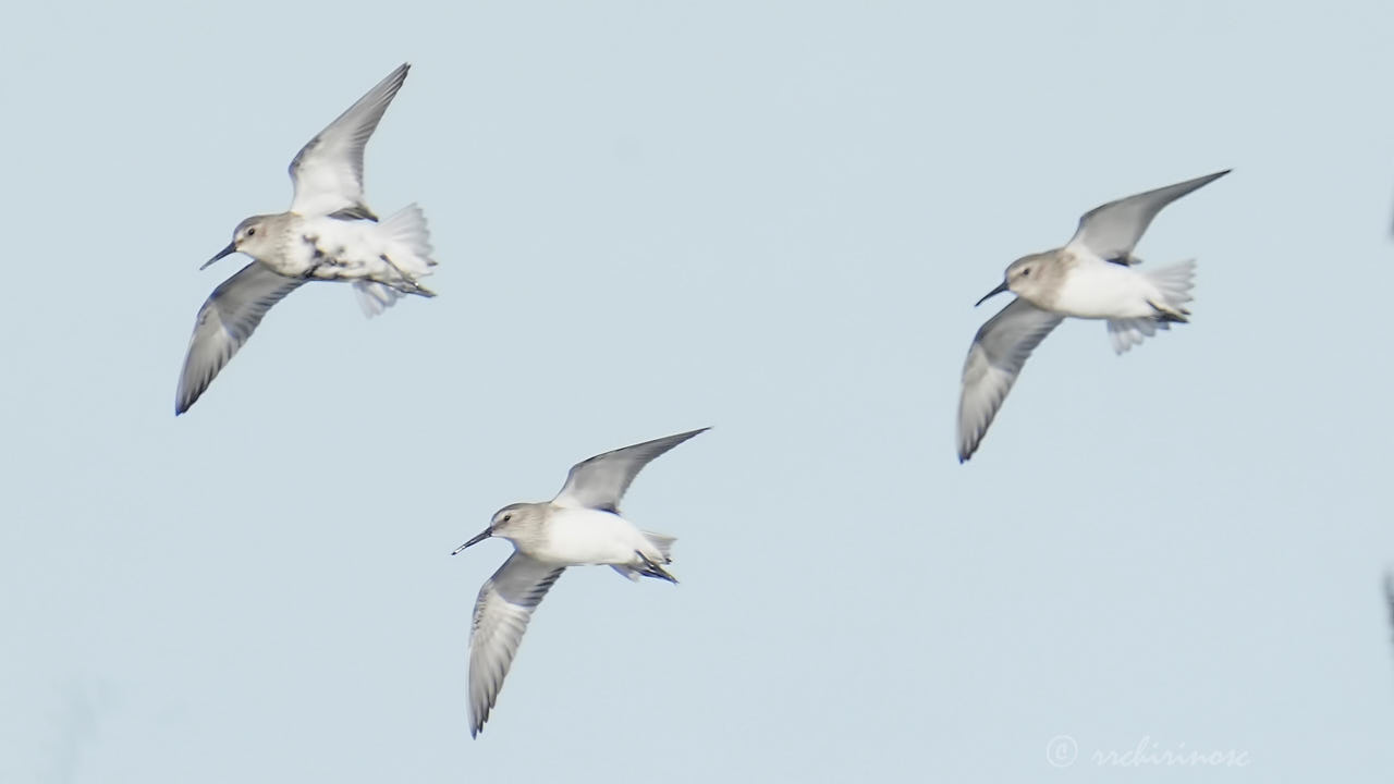 Dunlin