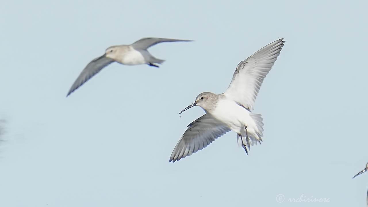 Dunlin