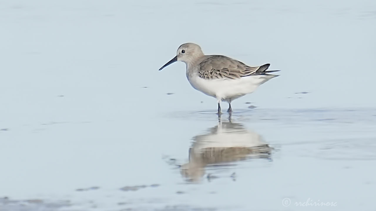 Dunlin