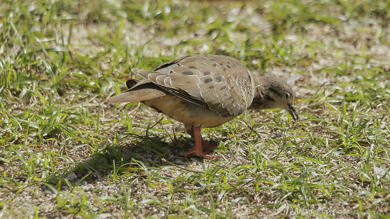 Eared dove