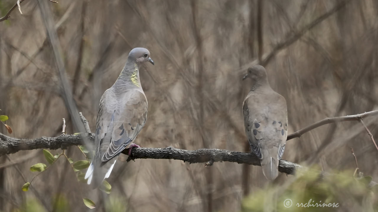 Eared dove