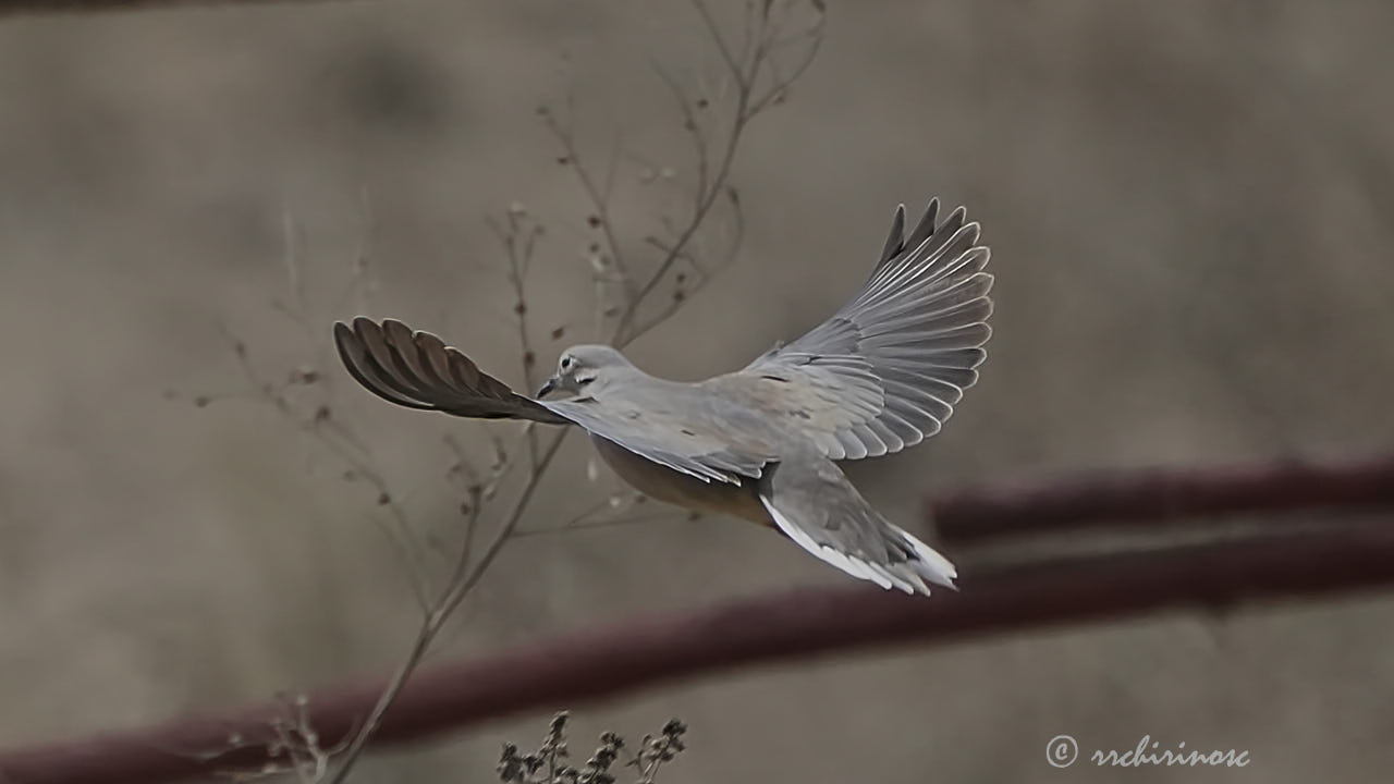 Eared dove