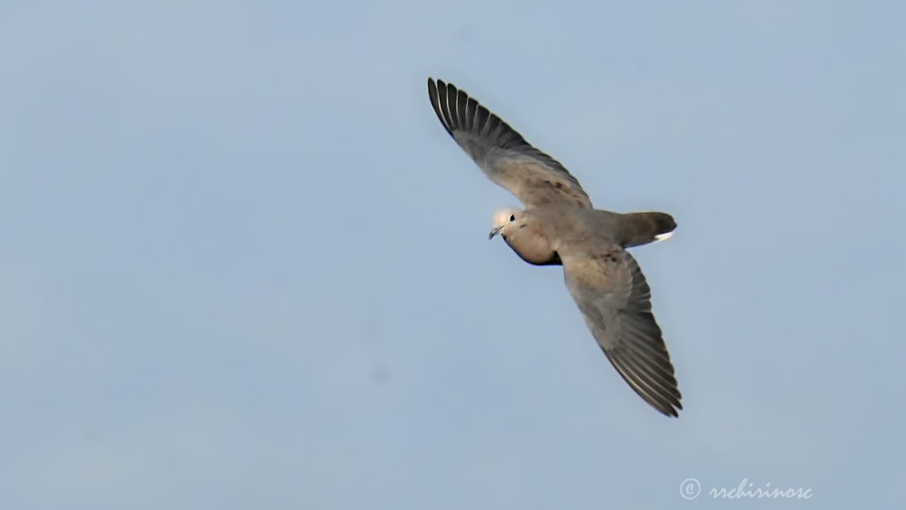 Eared dove