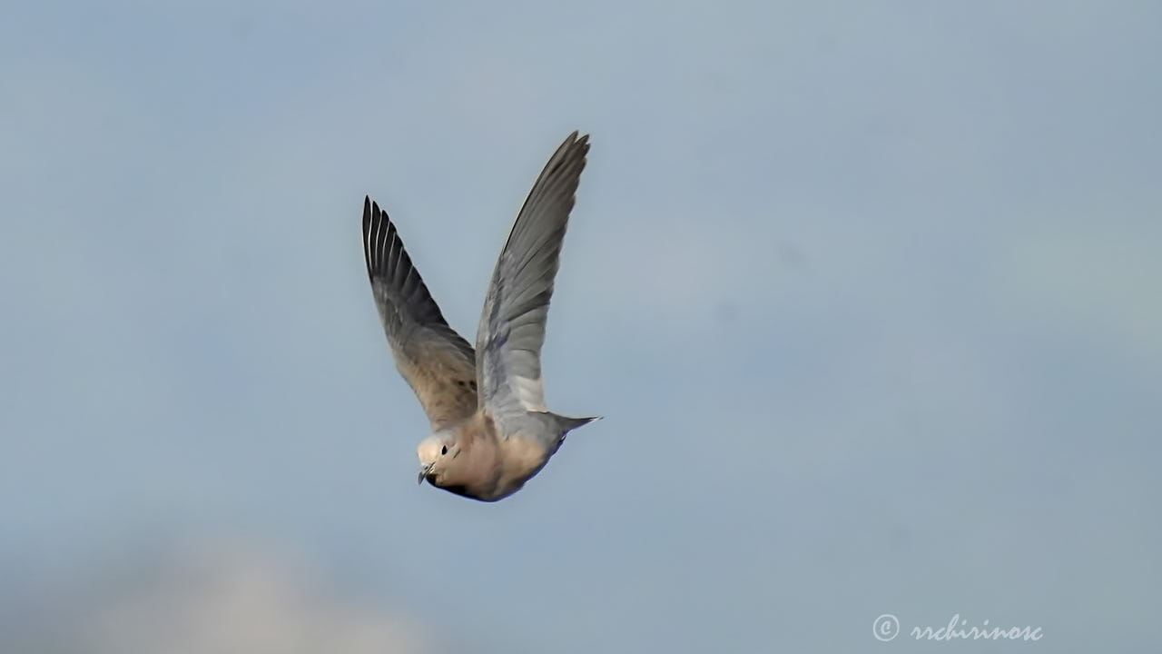 Eared dove