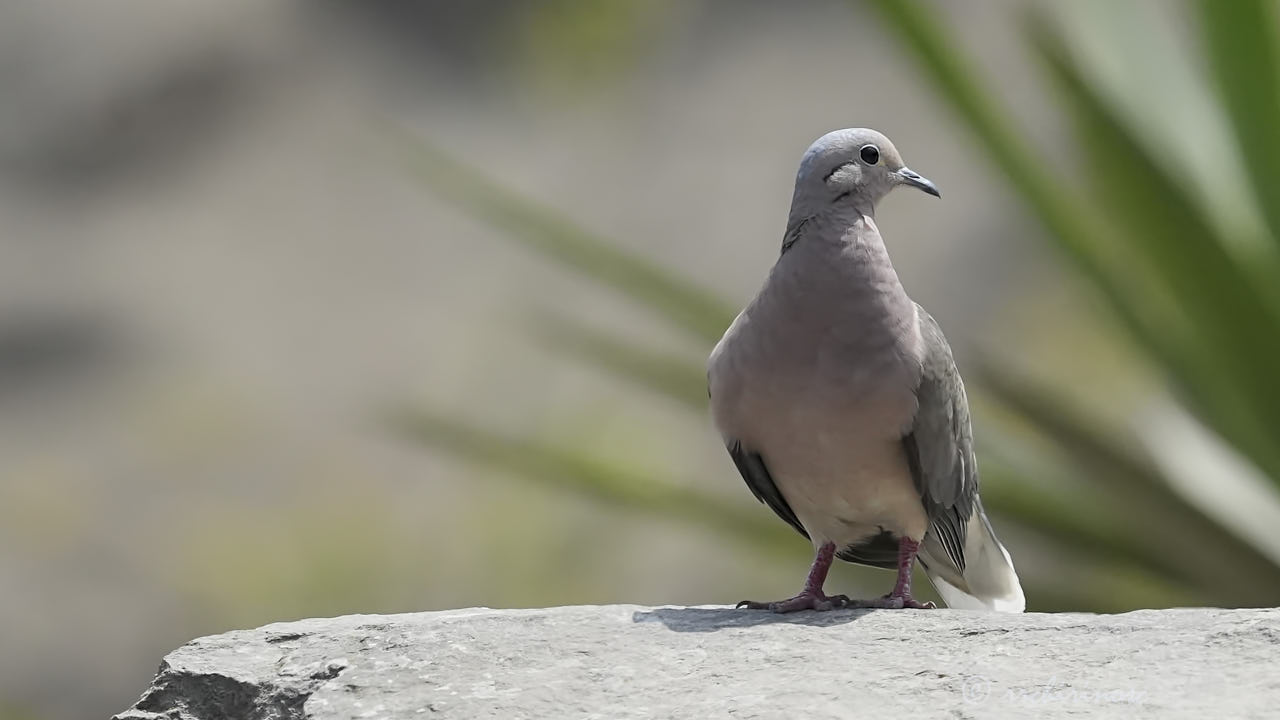 Eared dove