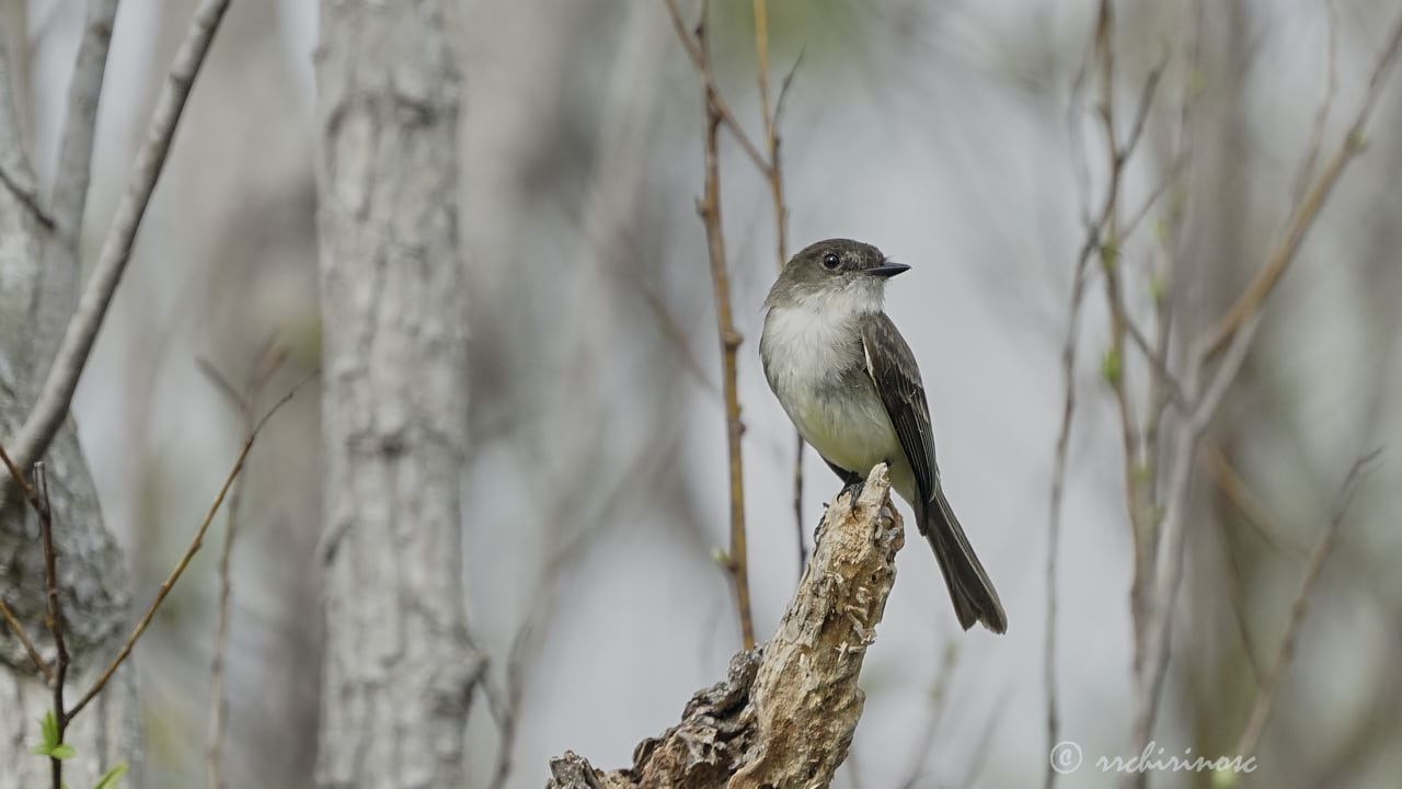 Eastern phoebe