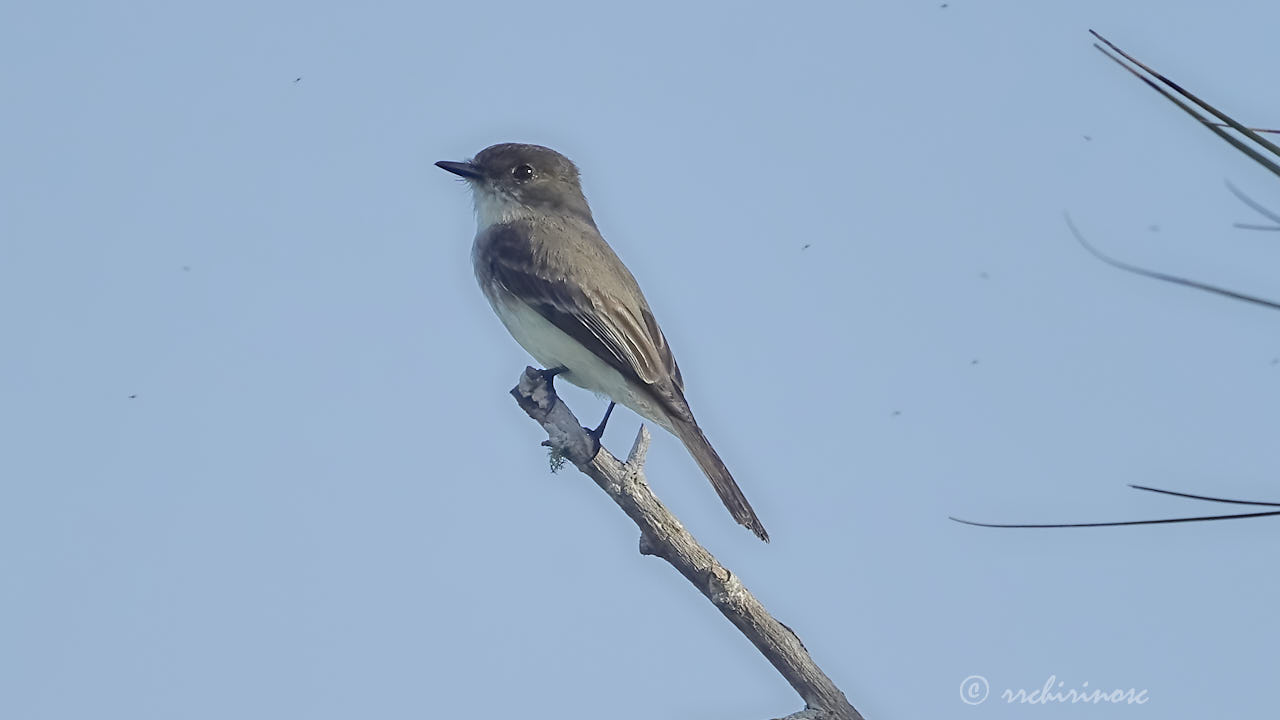 Eastern phoebe