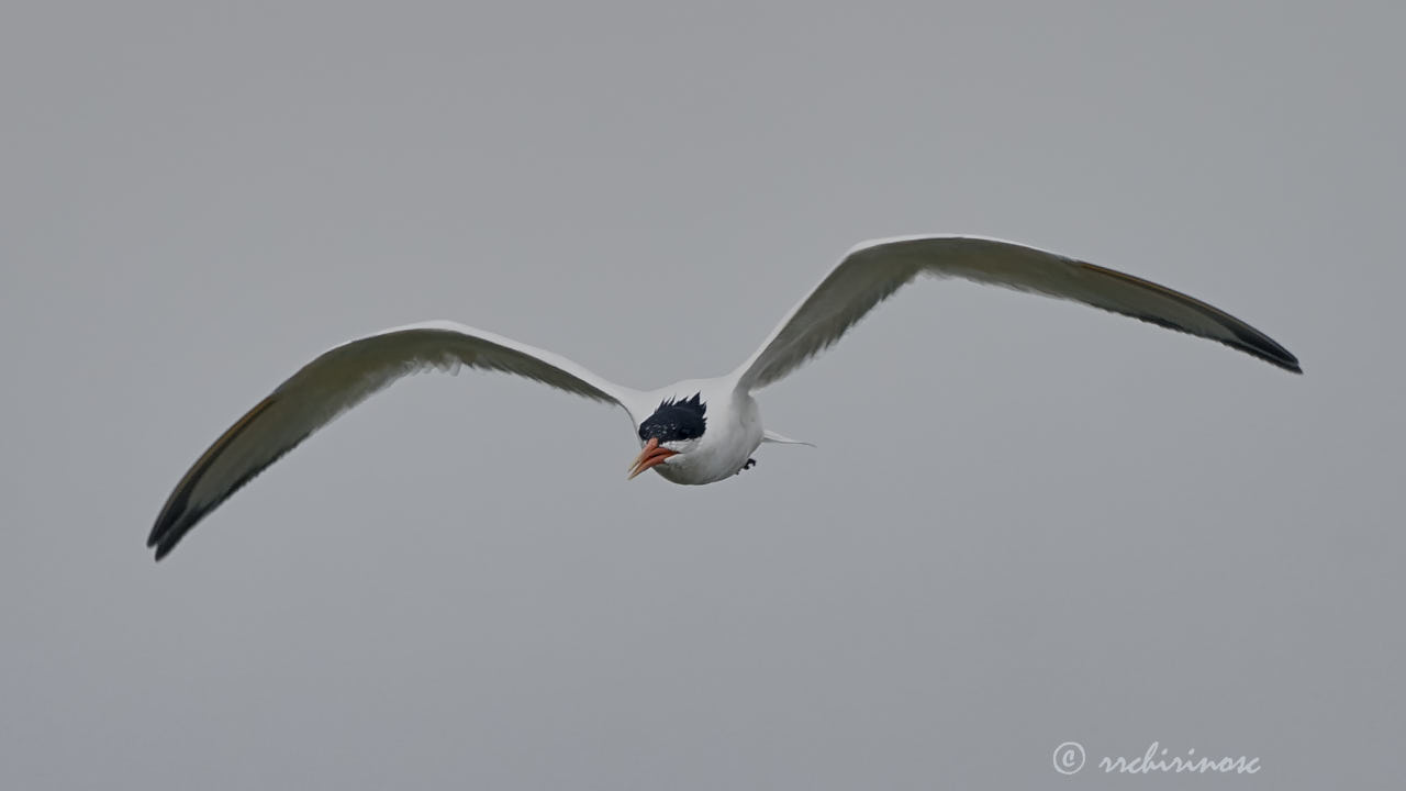 Elegant tern