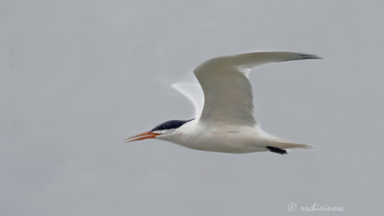 Elegant tern