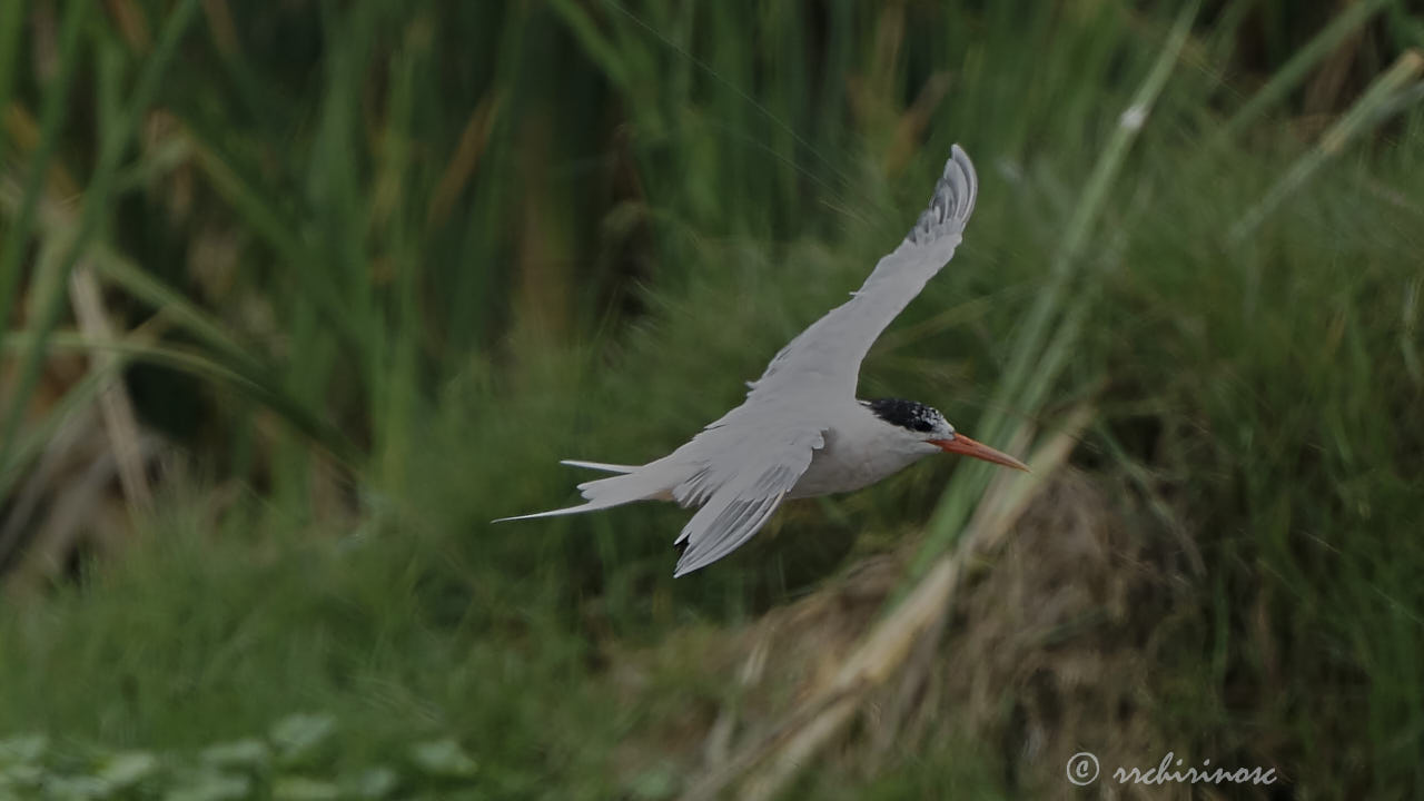 Elegant tern