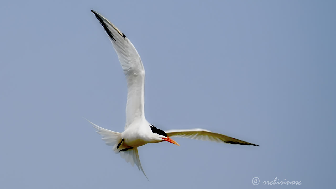 Elegant tern