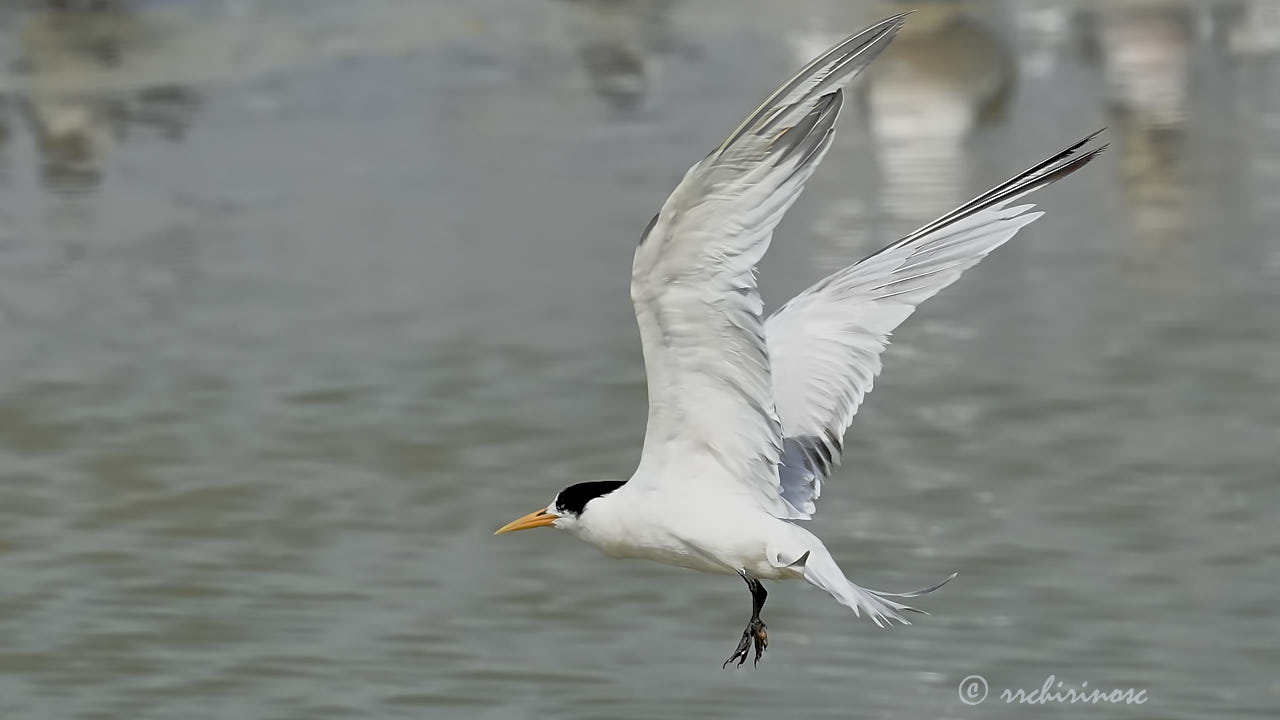 Elegant tern