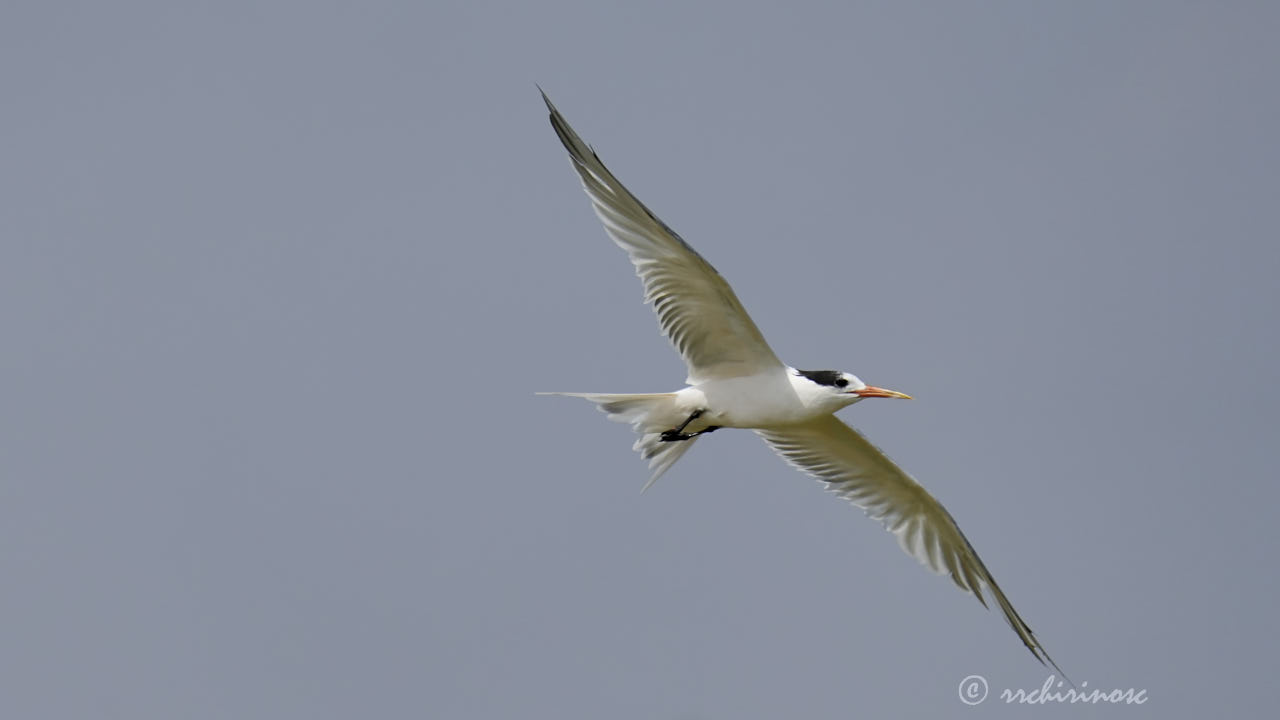 Elegant tern